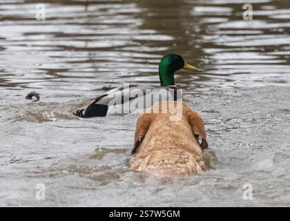 Working gundogs on a shoot day Stock Photo