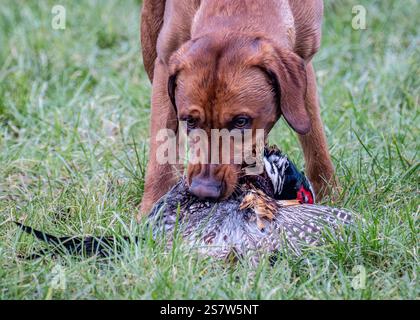 Working gundogs on a shoot day Stock Photo
