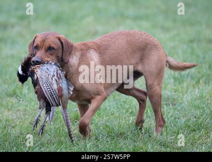 Working gundogs on a shoot day Stock Photo
