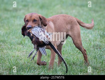 Working gundogs on a shoot day Stock Photo