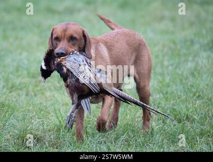 Working gundogs on a shoot day Stock Photo