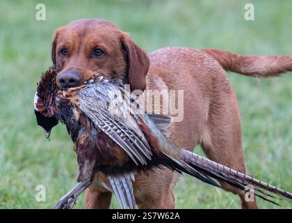 Working gundogs on a shoot day Stock Photo