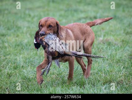 Working gundogs on a shoot day Stock Photo