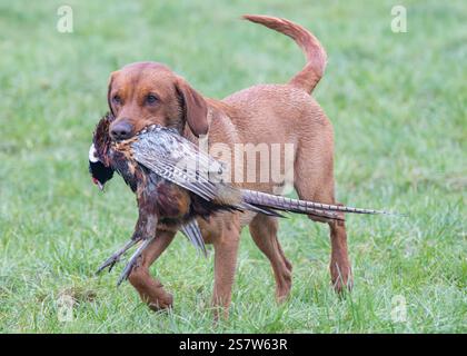 Working gundogs on a shoot day Stock Photo