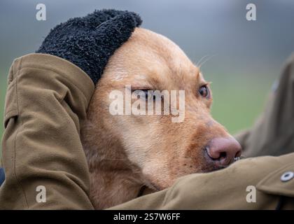 Working gundogs on a shoot day Stock Photo