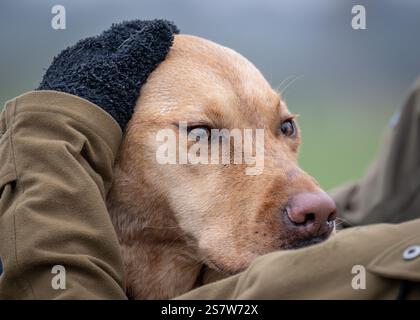 Working gundogs on a shoot day Stock Photo