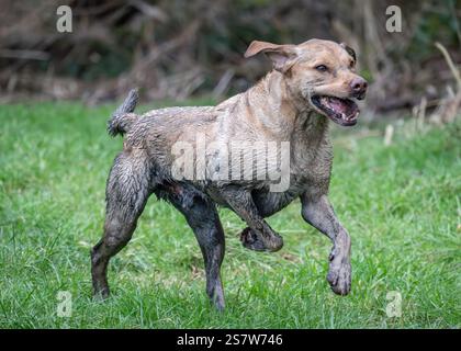 Working gundogs on a shoot day Stock Photo
