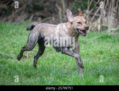 Working gundogs on a shoot day Stock Photo