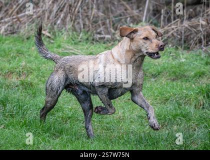 Working gundogs on a shoot day Stock Photo