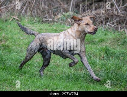 Working gundogs on a shoot day Stock Photo