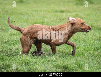 Working gundogs on a shoot day Stock Photo