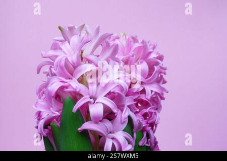 Pink Hyacinth Orientalis, Dutch hyacinth flowers just starting to open into pink flowers. Against a pink, plain background. Stock Photo