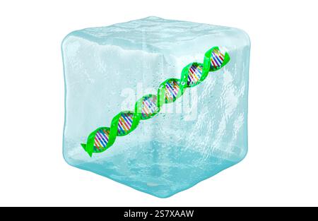 DNA spiral frozen in ice cube, 3D rendering isolated on white background Stock Photo
