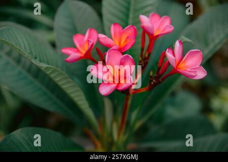Plumeria or Frangipani pink flowers with leaves. Aroma flowers on tropical tree Stock Photo