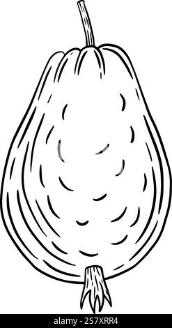 A beautifully detailed sketch of a pearshaped vegetable, showcasing its unique and interesting shape and texture. Hand drawn graphics for design of websites, articles, booklet, label or advertisement. Stock Vector