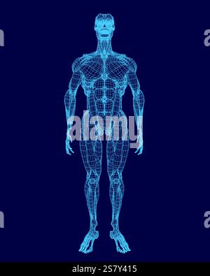 Blue image of a human body with a skeleton on the side. The body is in a 3D form and he is a computer generated image. Scene is futuristic and somewha Stock Vector