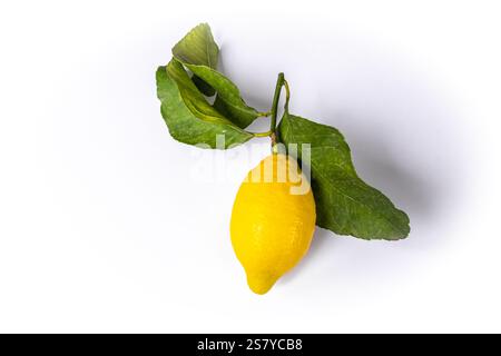 A single Amalfi lemon with leaves attached on a white background Stock Photo