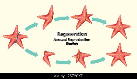 Illustration of starfish regeneration process and asexual reproduction