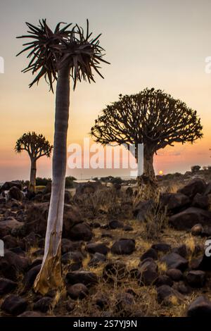 Three quiver trees of different ages, in the quiver tree forest of Keetmanshoop, namibiia at dusk Stock Photo