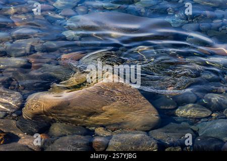 a large light-brown rock submerged in clear, flowing water. Taken from an overhead perspective Stock Photo