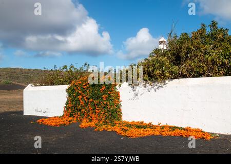 White wall with a large Pyrostegia Venusta with many orange blossoms. Black volcanic soil. Blue sky with white clouds in the winter. Lanzarote, Canary Stock Photo
