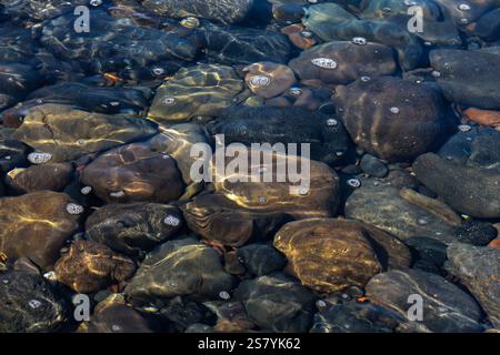 collection of smooth, rounded stones lies submerged in shallow, clear water. Sunlight dances across the surface, creating intricate patterns of light Stock Photo