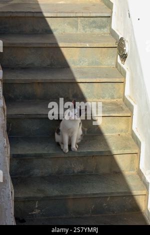 A black-and-white cat sits on a flight of aged stone stairs, gazing upward with its head tilted slightly to one side. Stock Photo