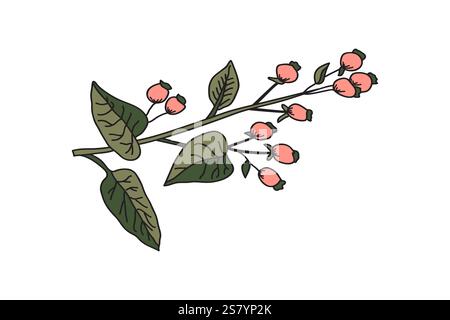 Botanical branch with leaves and berries isolated on white background. Tree plant in green pink pastel colors vector illustration. Graphic design for Stock Vector