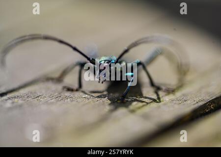 A bug with a blue and green body is standing on a wooden surface. The bug is looking at the camera Stock Photo