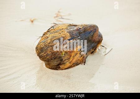 Fallen Coconut on Sandy Beach Stock Photo