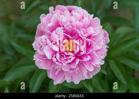 Flowering peony in summer. Paeonia suffruticosa Stock Photo