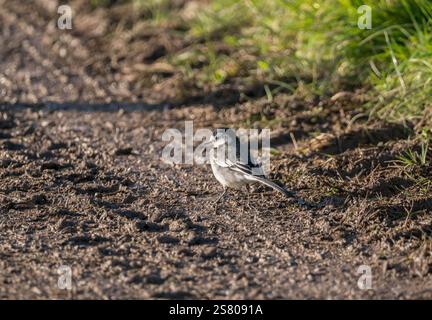 Adult female Pied wagtail (Motacilla alba) searching amongst the muddy tyre tracks for food Gloucestershire England UK. January 2025 Stock Photo