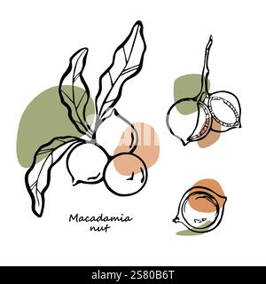 Hand drawn macadamia nuts outline illustration collection with abstract color spots Stock Vector