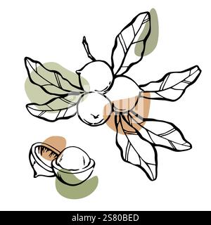Macadamia nuts black outline drawing with abstract color spots Stock Vector