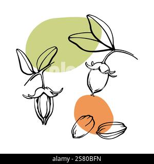 Hand drawn jojoba seeds and nuts with leaves outline vector illustration with abstract color spots Stock Vector