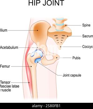 Hip joint anatomy. Ball-and-socket joint. Vector poster Stock Vector