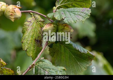 Young hazelnuts (filbert, kobnuss) grow on the tree. Green hazelnut from organic nut farms Stock Photo