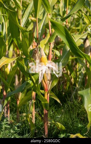 Close-up of corn cobs in the field of the corn plantation. Stock Photo