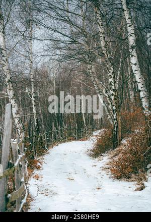 Winter landscape with a winding path through trees and a rustic fence, vintage film vibe. Stock Photo