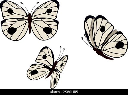 Day white butterfly Pieris brassicae family Pieridae. Vector set with different angles: side, top, bottom Stock Vector