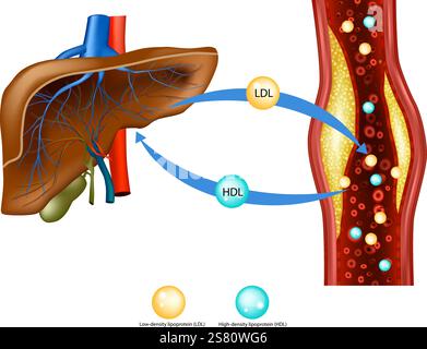 Cholesterol Transport: LDL and HDL Explained. Liver and Blood Vessel ...
