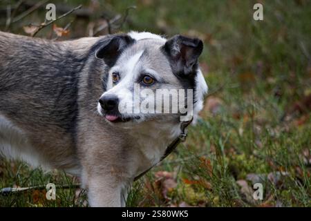 Brown and white mongrel dog and grass on second plan Stock Photo