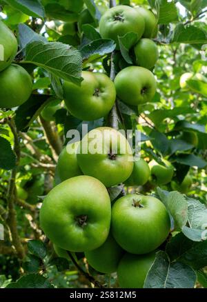 Bramley cooking apples hanging on tree branches amidst lush green foliage in an orchard in Dorset, England, UK Stock Photo