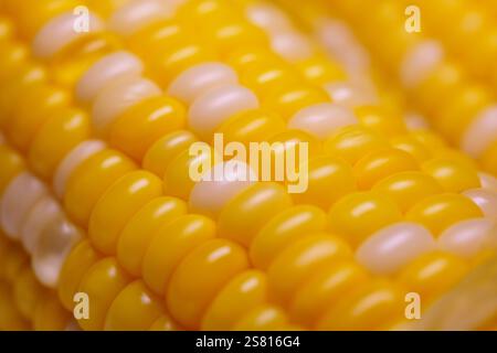 Sweet boiled corn, macro shot.  Close up of corn kernels on cob. Early hybrid super sweet. Ripe boiled corn cob texture. Food background. Stock Photo