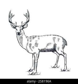 Deer drawing. Vector sketch illustration of reindeer isolated on white background. Fashion print or poster design element. Stock Vector