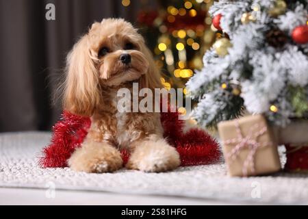 Cute dog with shiny tinsel lying near Christmas tree and gift box on floor against blurred lights Stock Photo