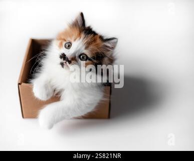 top view of a cute fluffy kitten lying in a small cardboard box sticking out his muzzle and paws Stock Photo
