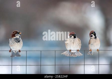 three funny birds sparrows sitting on a chain link fence in a winter garden Stock Photo