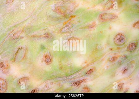 Abstract macro background of a celery root Stock Photo