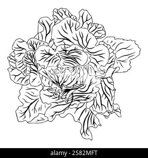 Head of white cabbage or Brussels sprouts, or iceberg lettuce. Fresh vegetable with juicy leaves in doodle style. Vector illustration isolated on whit Stock Vector